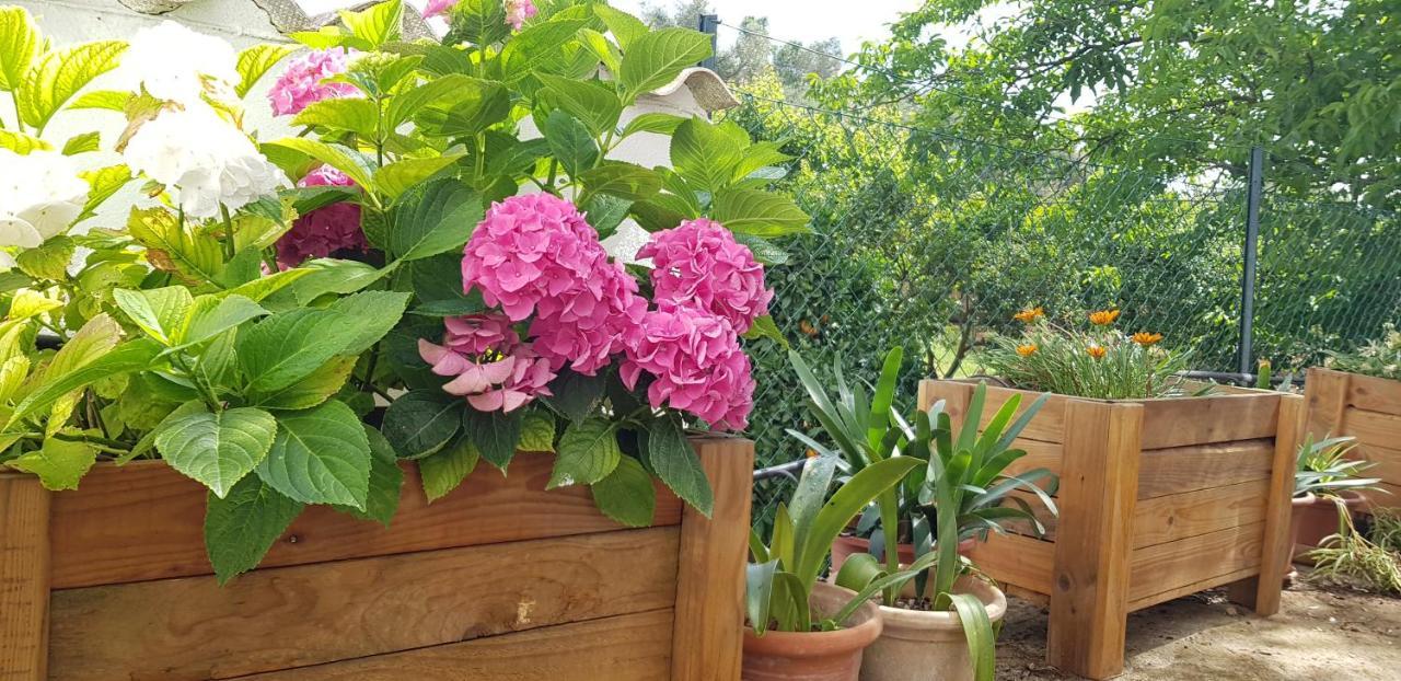 Finca Sa Cova De Mallorca Sencelles Exterior foto