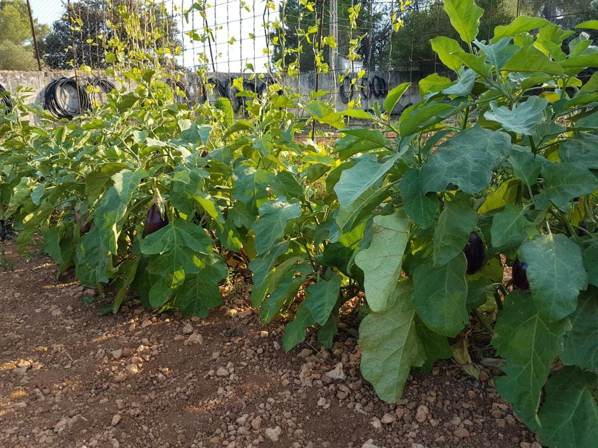 Finca Sa Cova De Mallorca Sencelles Exterior foto