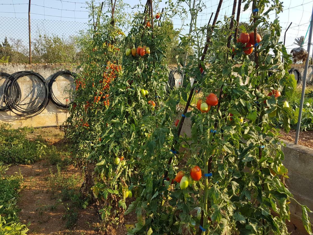 Finca Sa Cova De Mallorca Sencelles Exterior foto