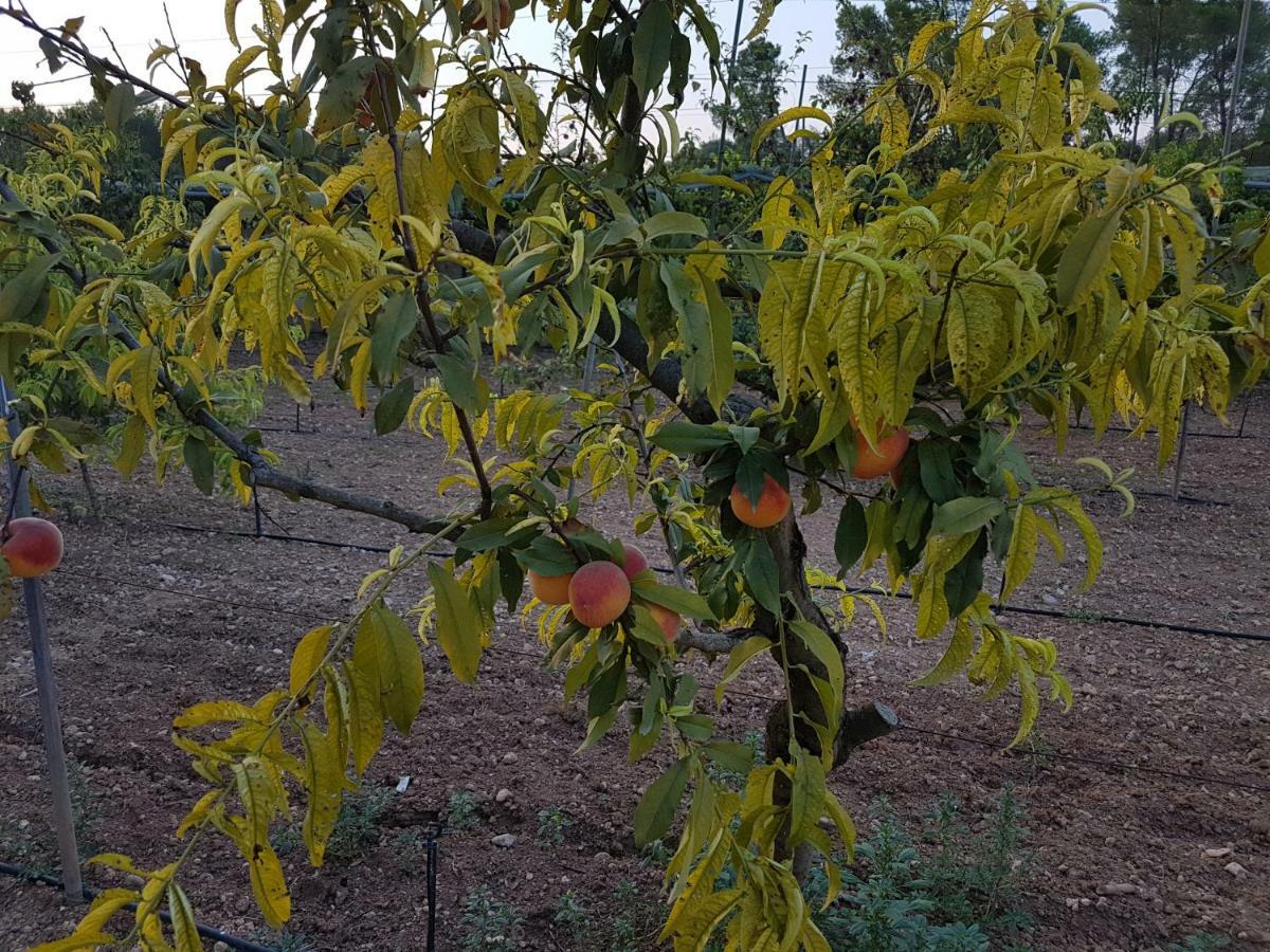 Finca Sa Cova De Mallorca Sencelles Exterior foto