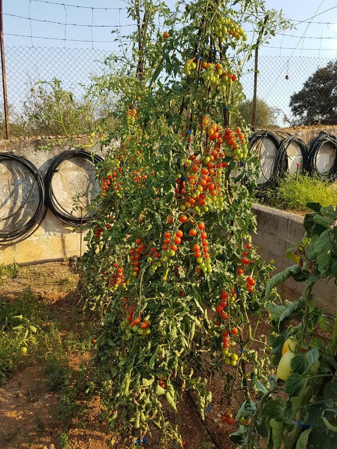 Finca Sa Cova De Mallorca Sencelles Exterior foto