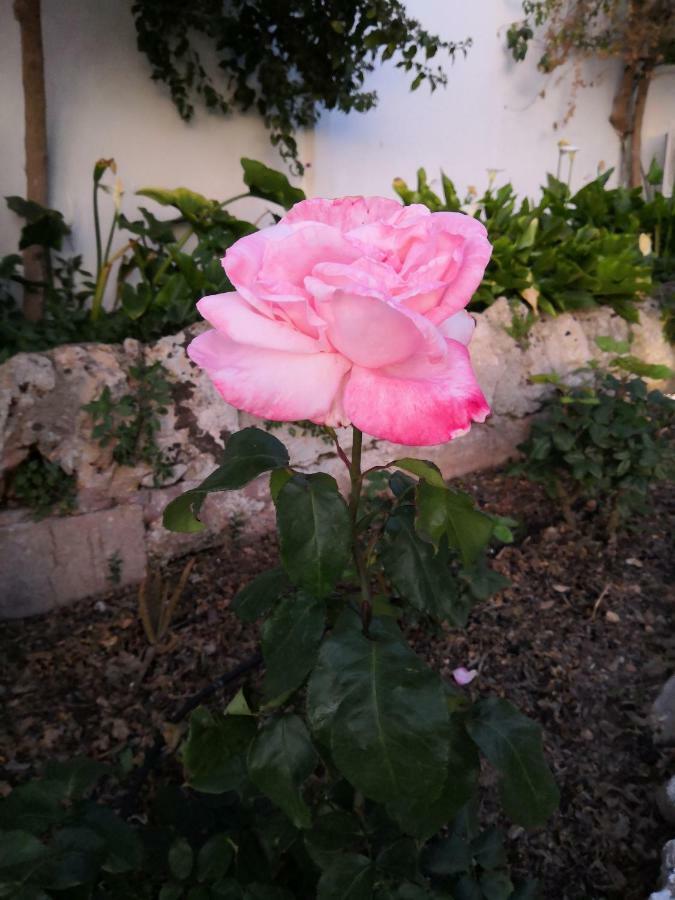 Finca Sa Cova De Mallorca Sencelles Exterior foto